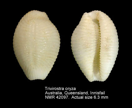 Trivirostra oryza (3).jpg - Trivirostra oryza (Lamarck,1810)